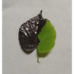 GRAPHITE CONDUCTIVE PAINT